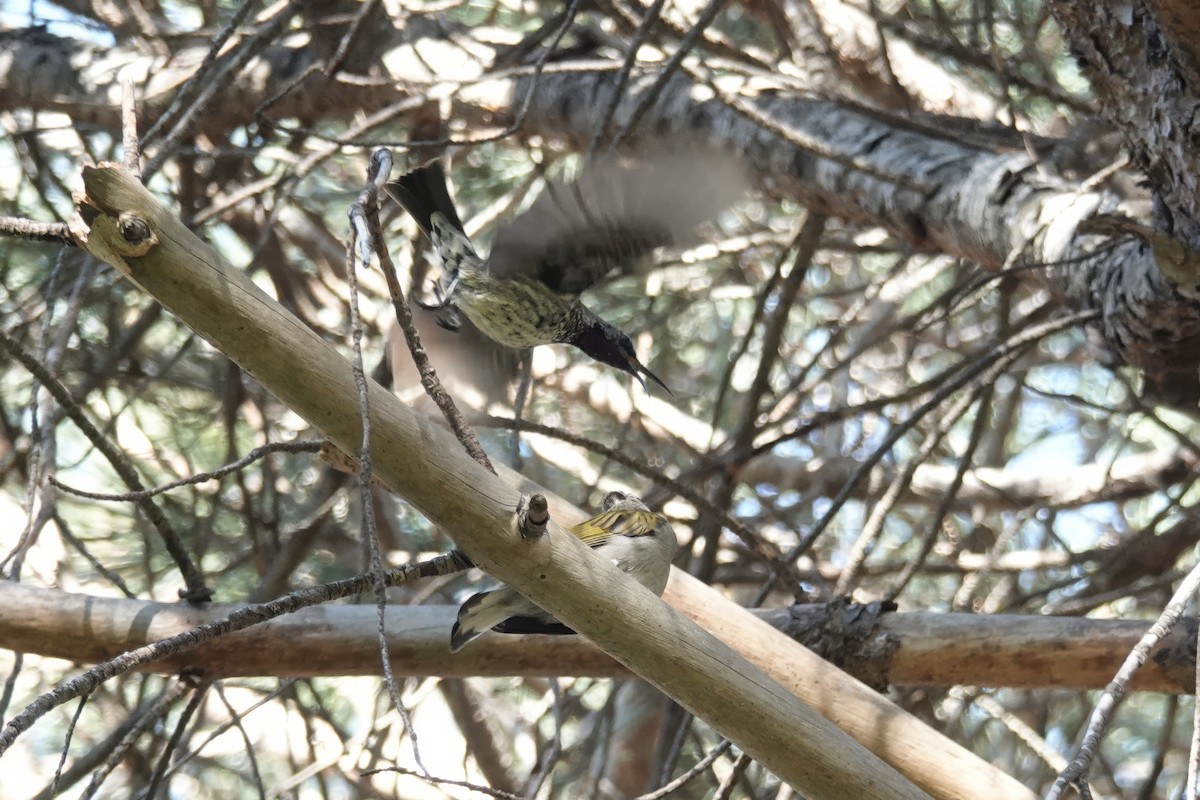 Lesser Honeyguide - ML623953920