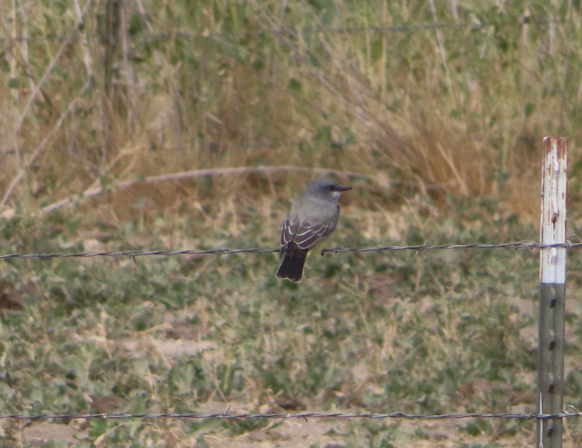 Cassin's Kingbird - ML623953940