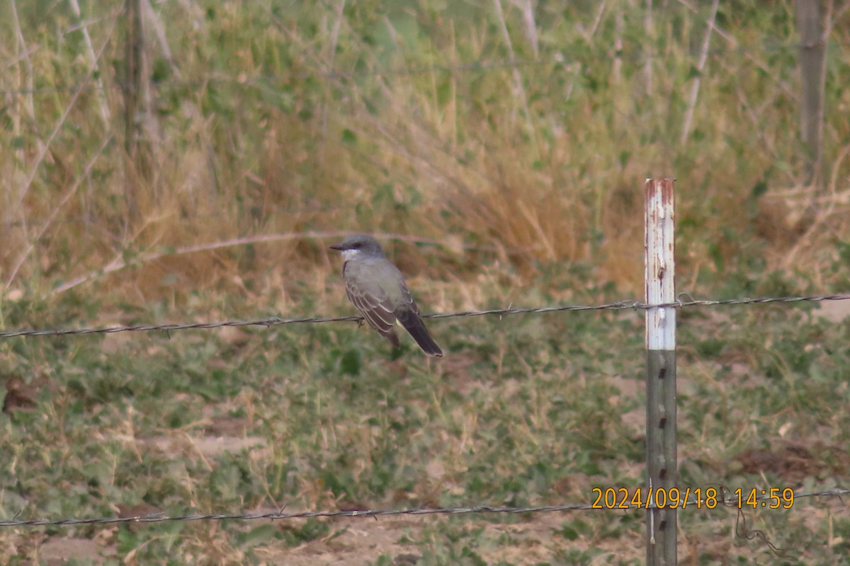 Cassin's Kingbird - ML623953950