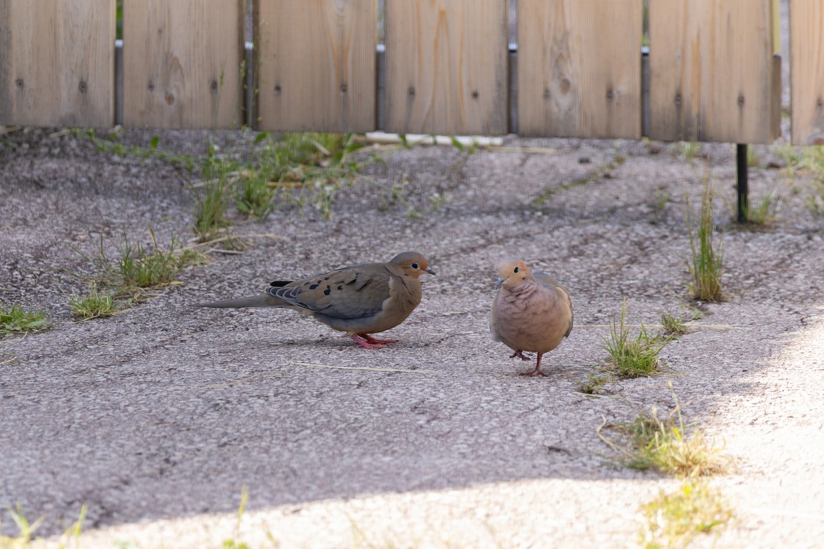 Mourning Dove - ML623953969