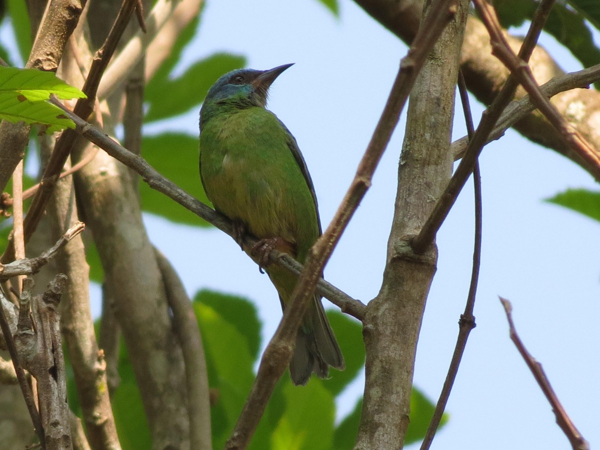 Blue Dacnis - Stephen Roque