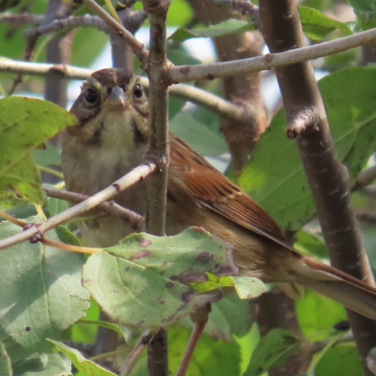 Swamp Sparrow - ML623953979