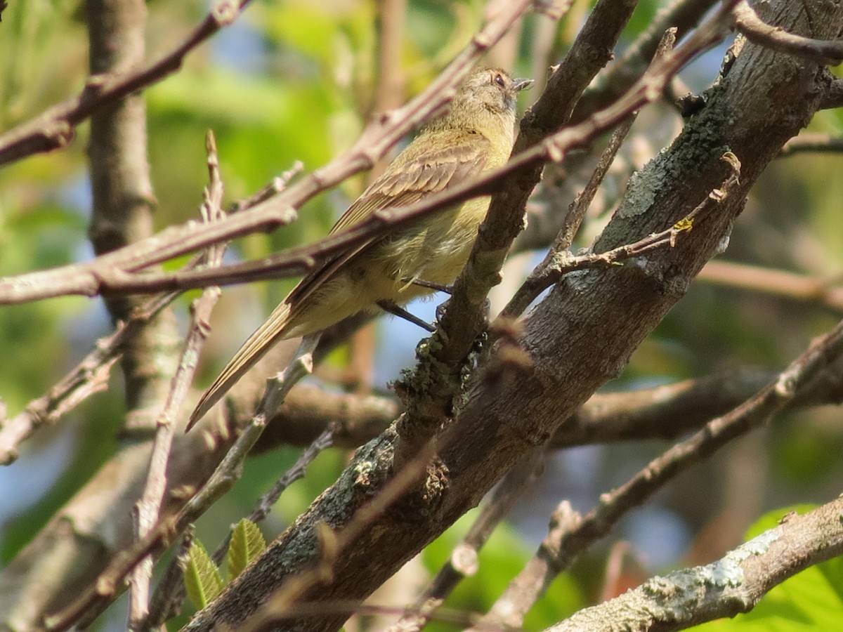 Planalto Tyrannulet - ML623953980