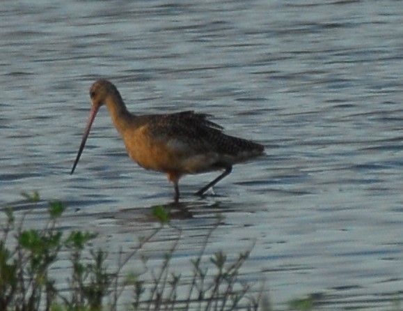 Long-billed Dowitcher - ML623953985