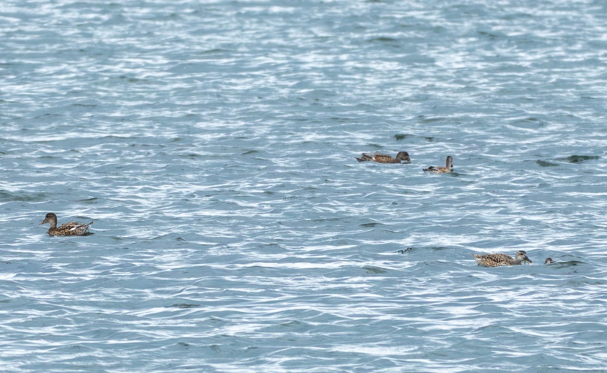 Gadwall - Chad Berry