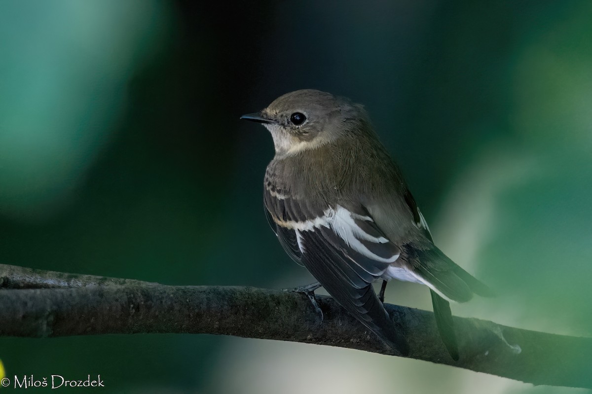 Collared Flycatcher - ML623954013