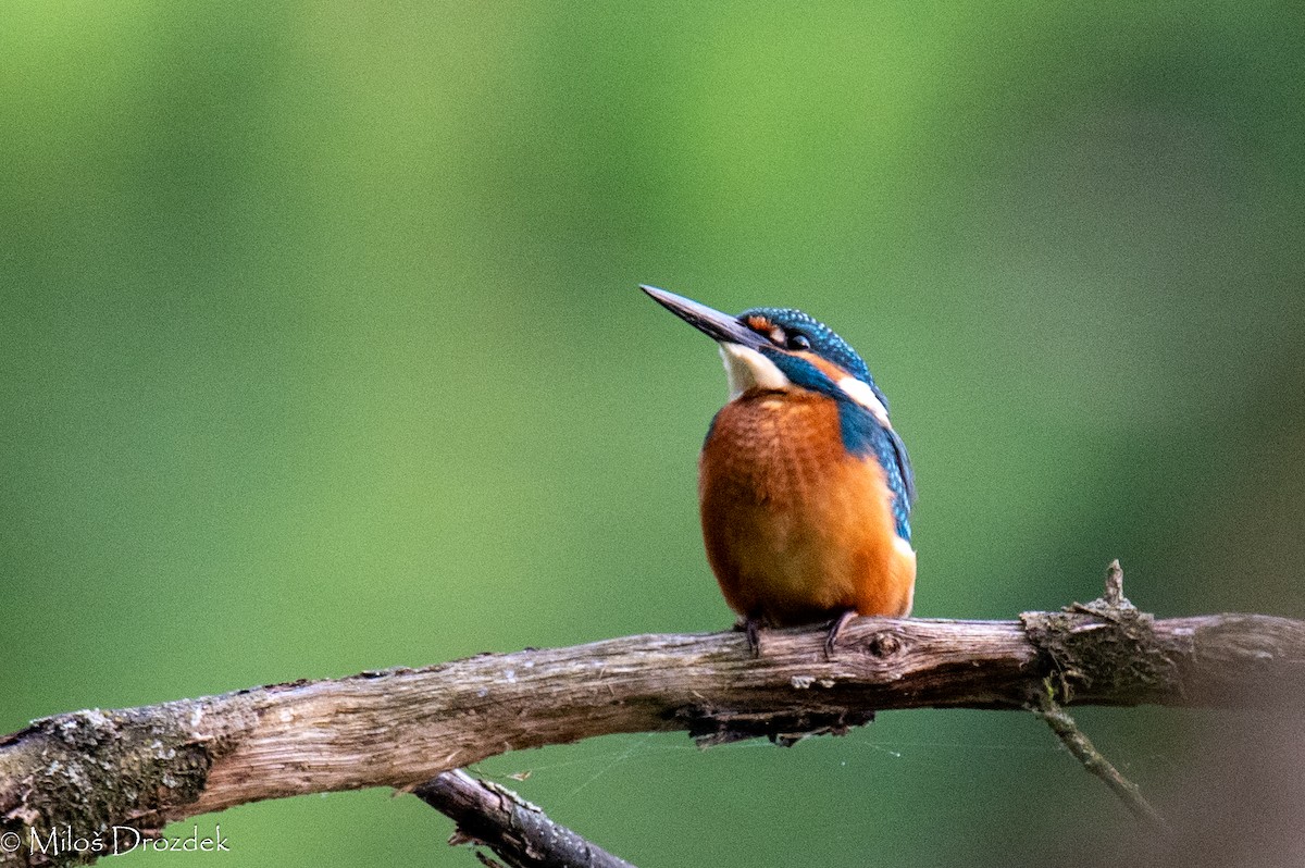 Common Kingfisher - Miloš Drozdek