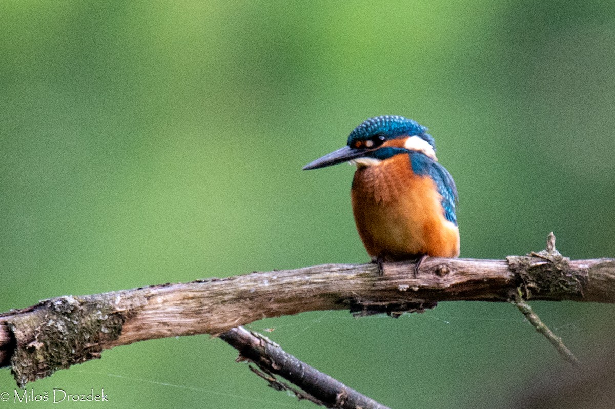 Common Kingfisher - ML623954015