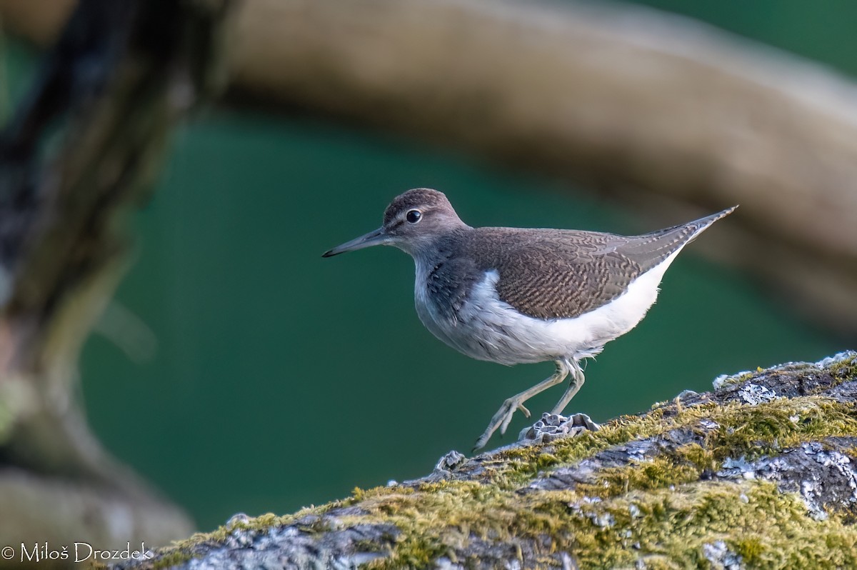 Common Sandpiper - ML623954016