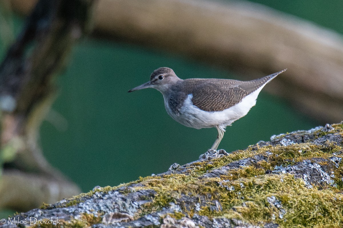 Common Sandpiper - ML623954019