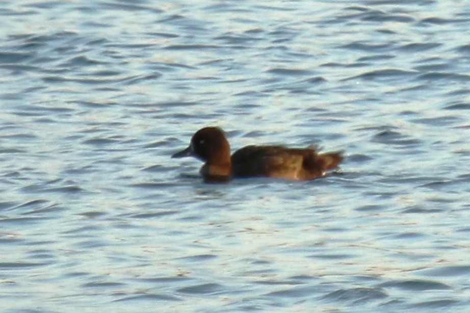 Tufted Duck - ML623954027