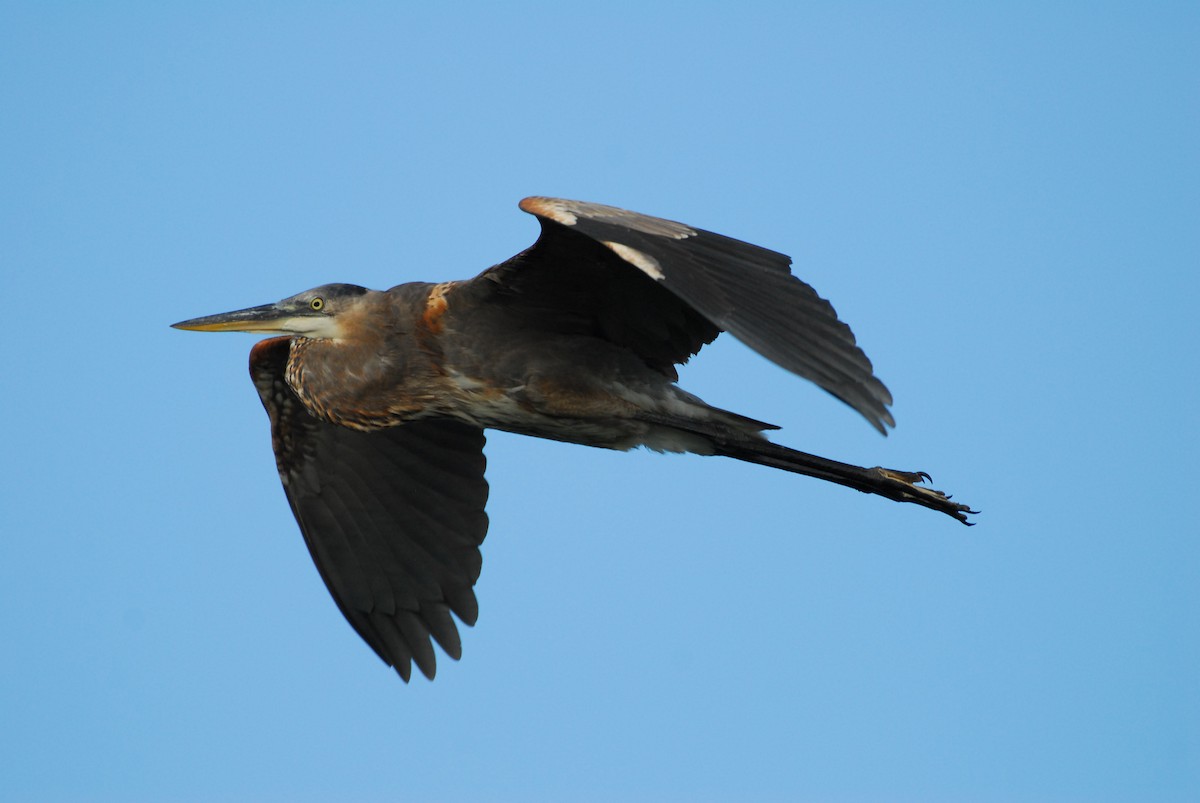 Great Blue Heron - ML623954043