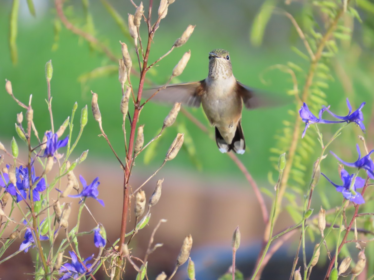 Broad-tailed Hummingbird - ML623954056