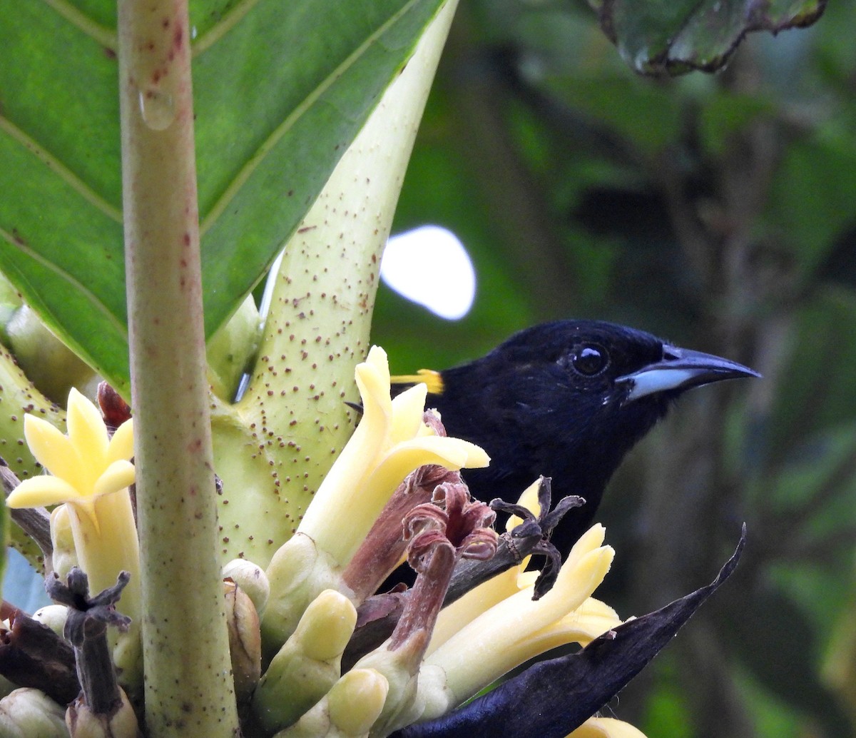 Black-cowled Oriole - ML623954061