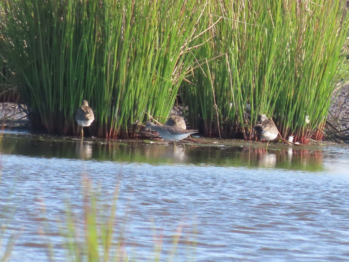 Wood Sandpiper - ML623954082