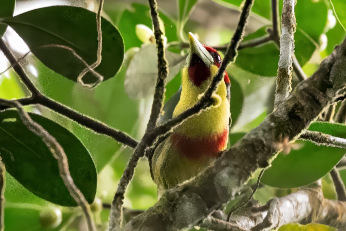 Çok Renkli Barbet - ML623954084