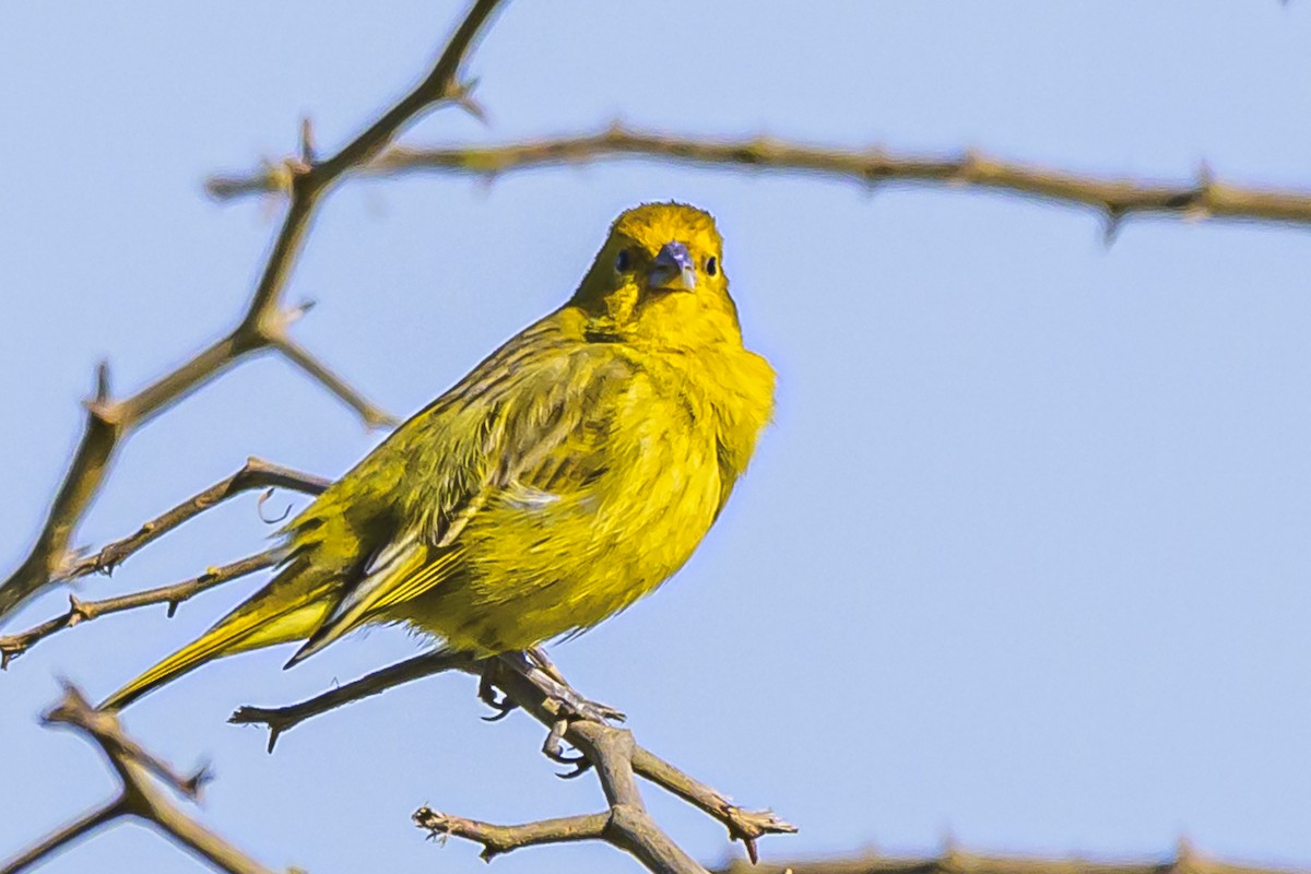 Saffron Finch - ML623954098