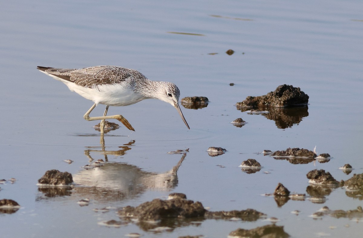 Common Greenshank - ML623954099