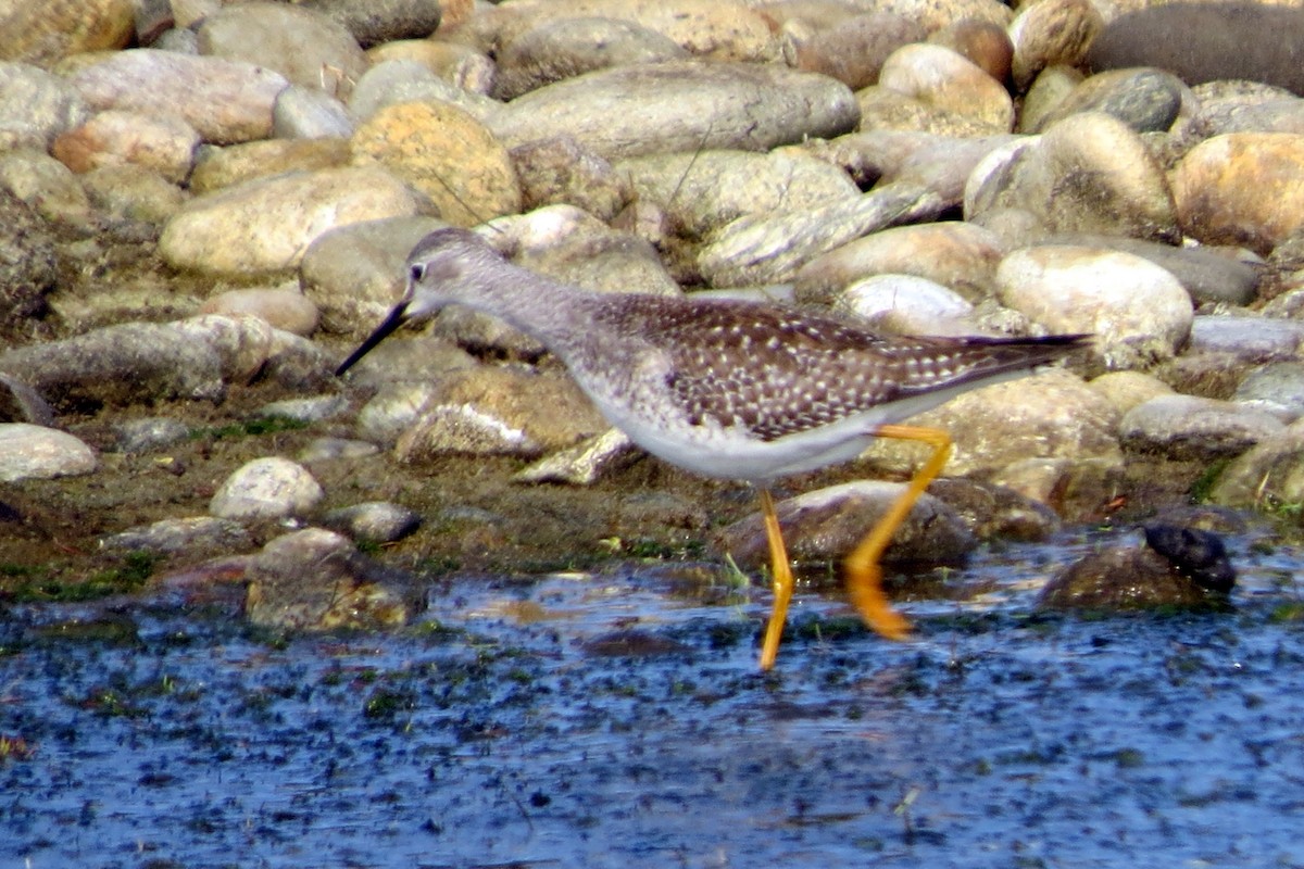 Lesser Yellowlegs - ML623954109