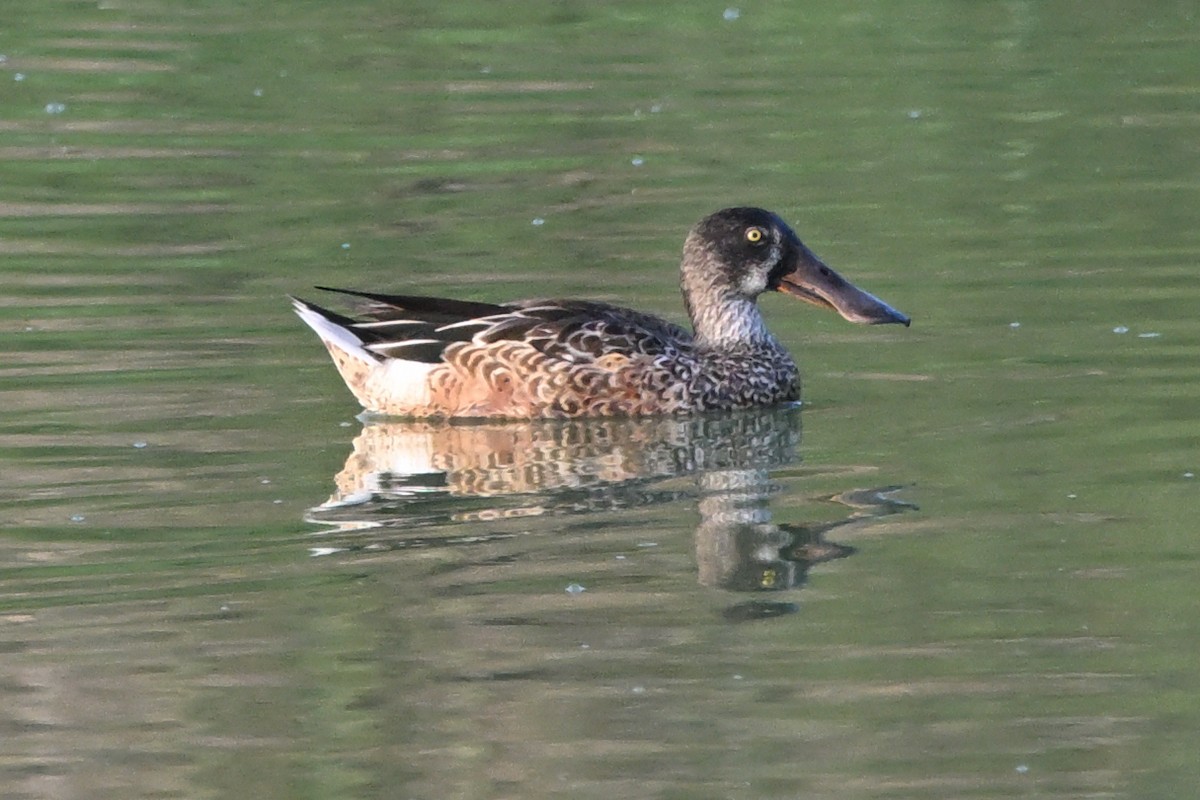 Northern Shoveler - ML623954110