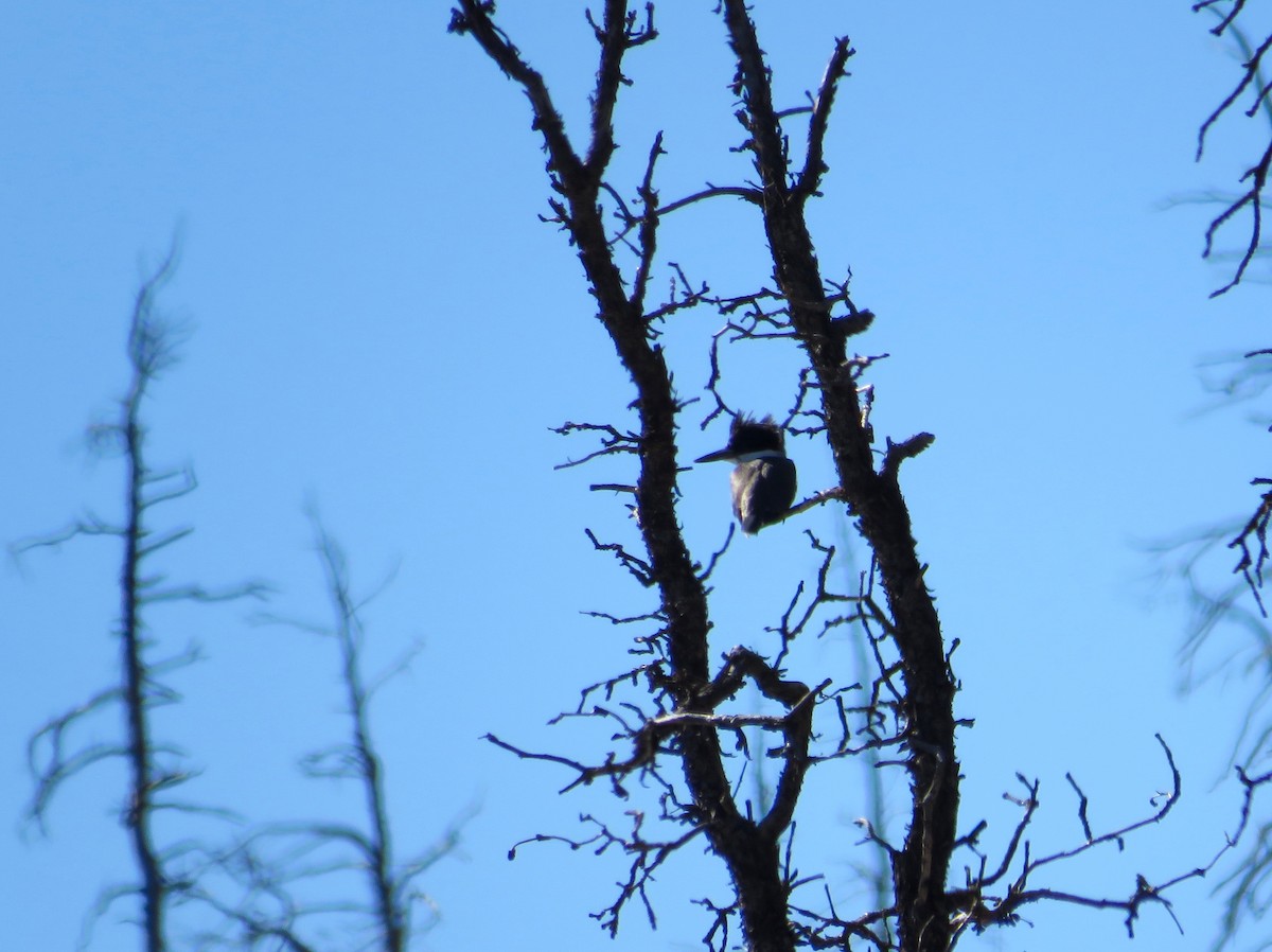 Belted Kingfisher - ML623954116