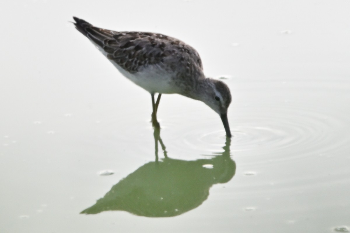 Stilt Sandpiper - ML623954117