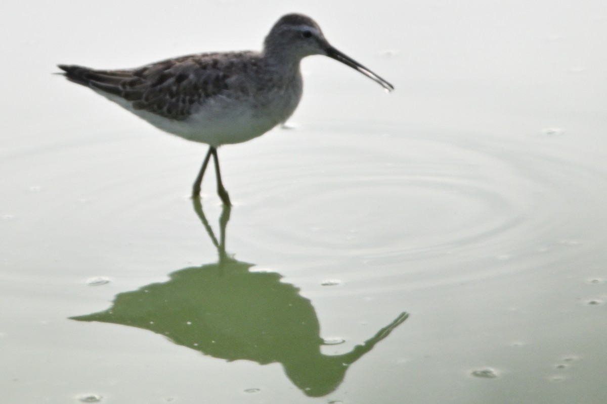 Stilt Sandpiper - Don Bernhard