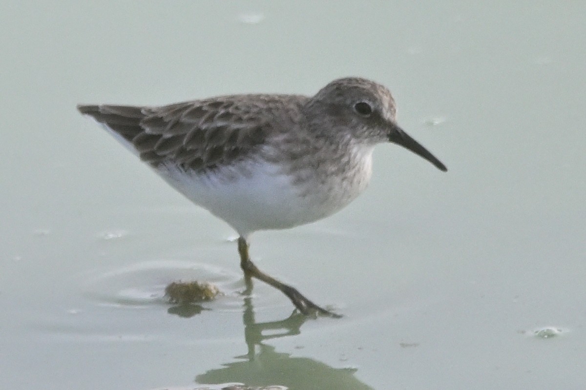 Least Sandpiper - ML623954125