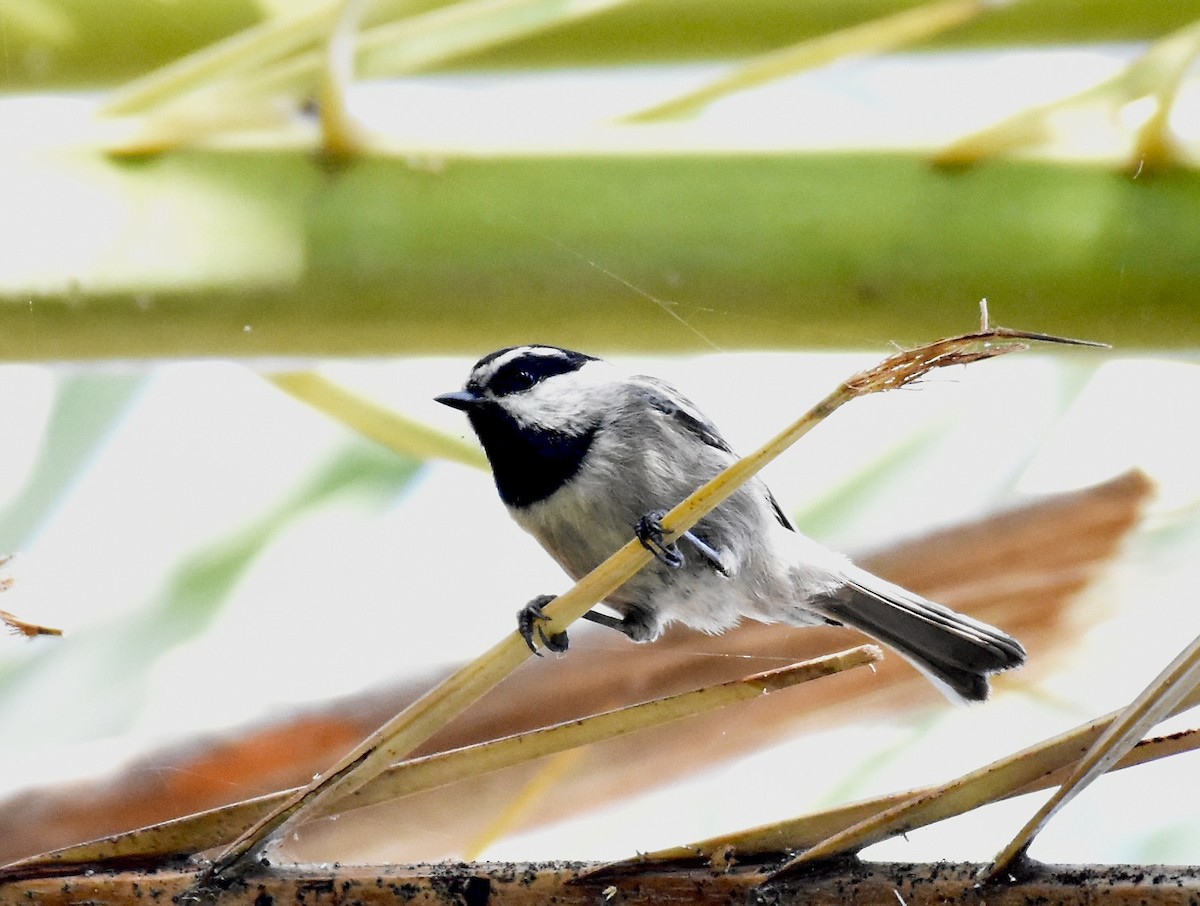 Mountain Chickadee - Patricia Langen