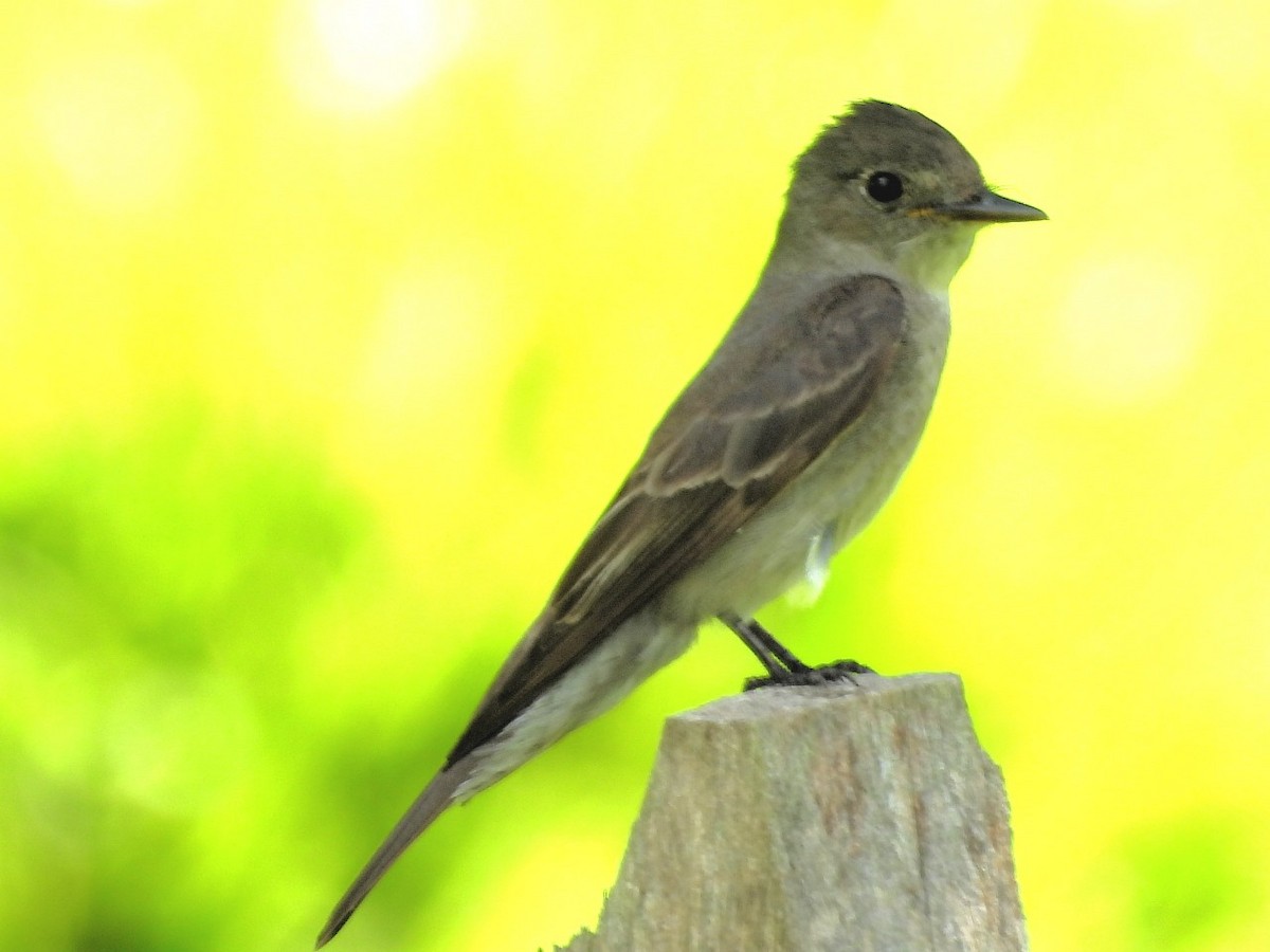 Western Wood-Pewee - ML623954150