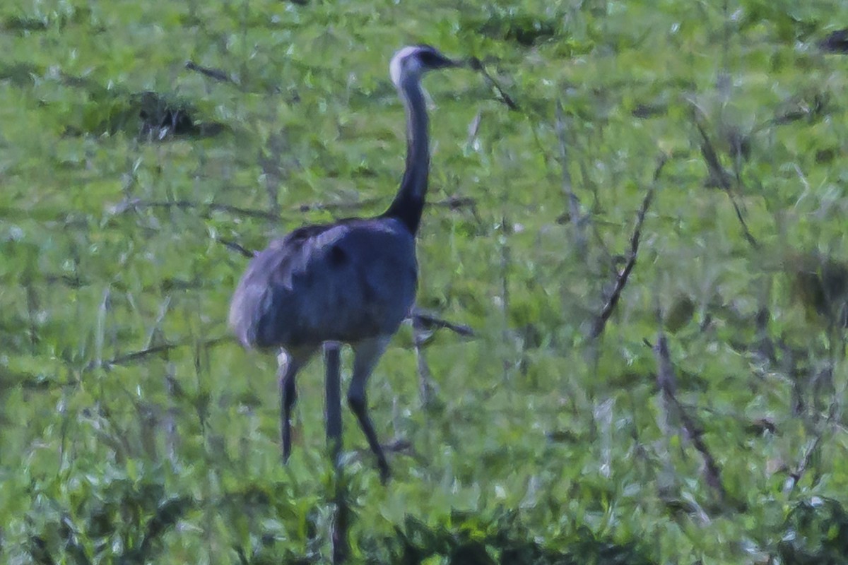 Greater Rhea - ML623954161