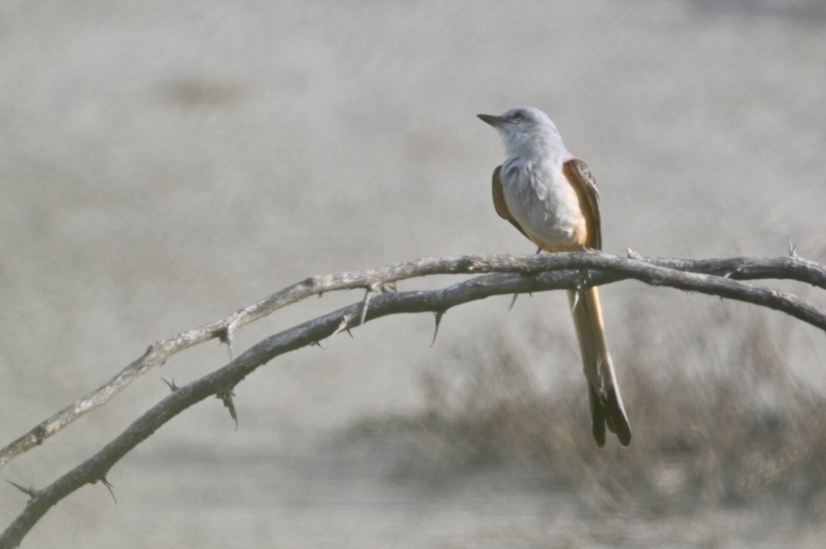 Scissor-tailed Flycatcher - ML623954163