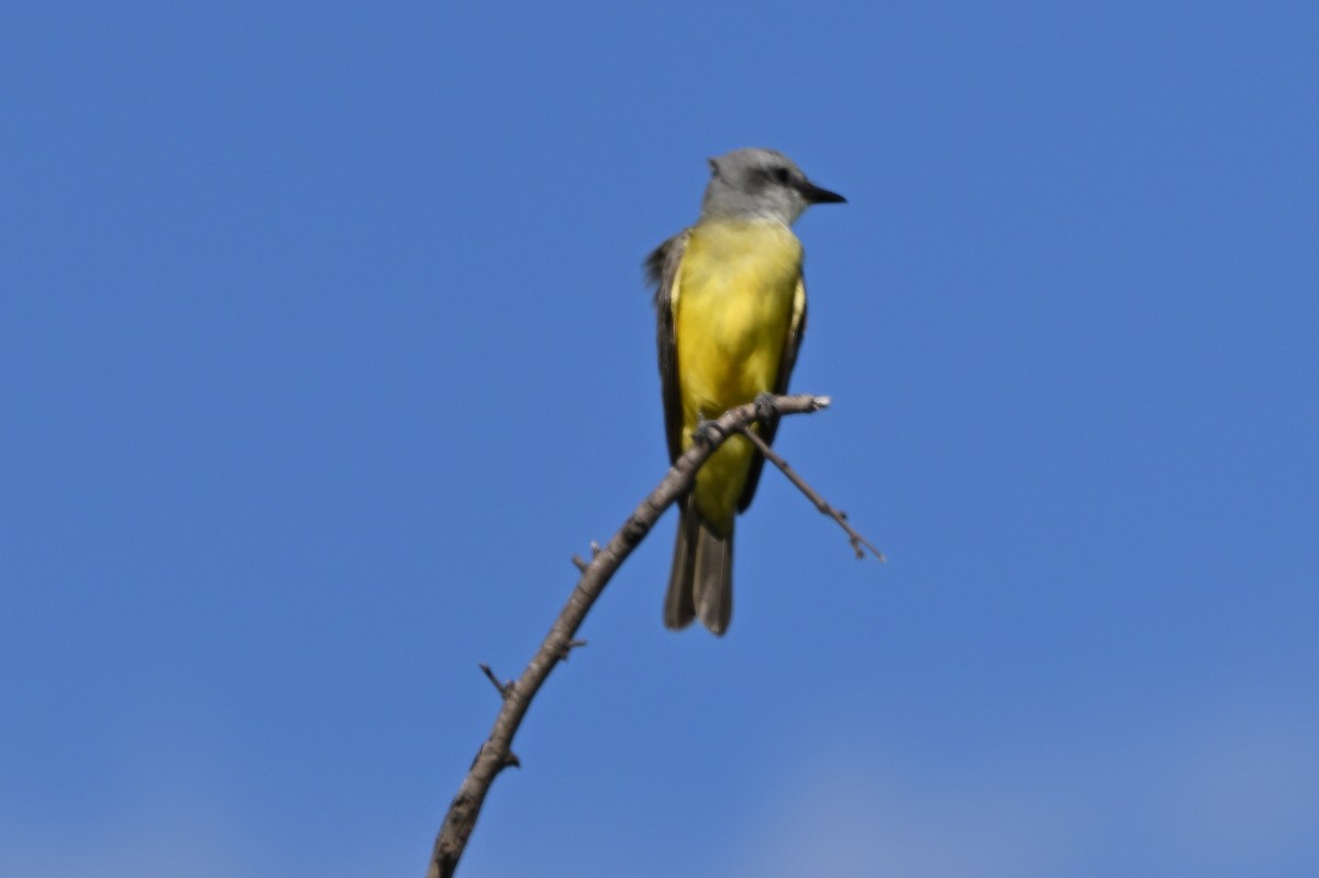 Couch's Kingbird - ML623954168