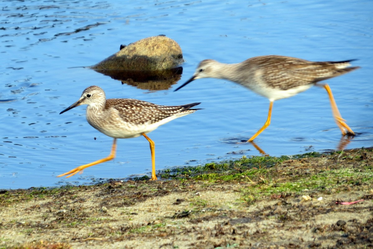 Lesser Yellowlegs - ML623954171