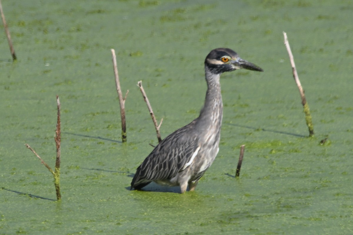 Yellow-crowned Night Heron - ML623954175