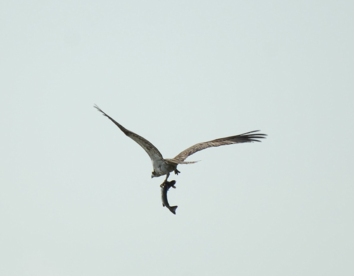 Osprey - ML623954182