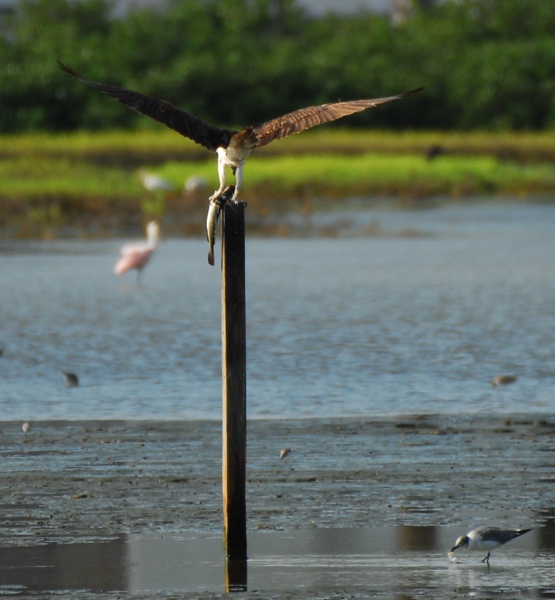 Osprey - ML623954183