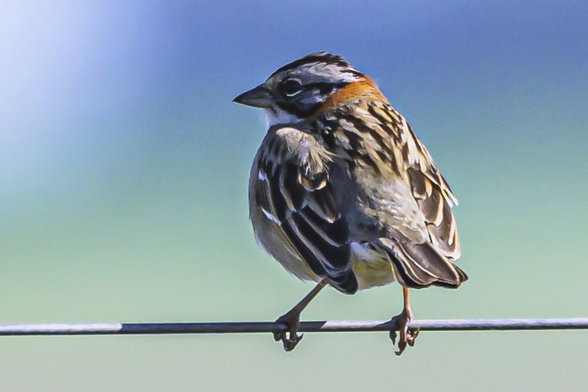 Rufous-collared Sparrow - ML623954189