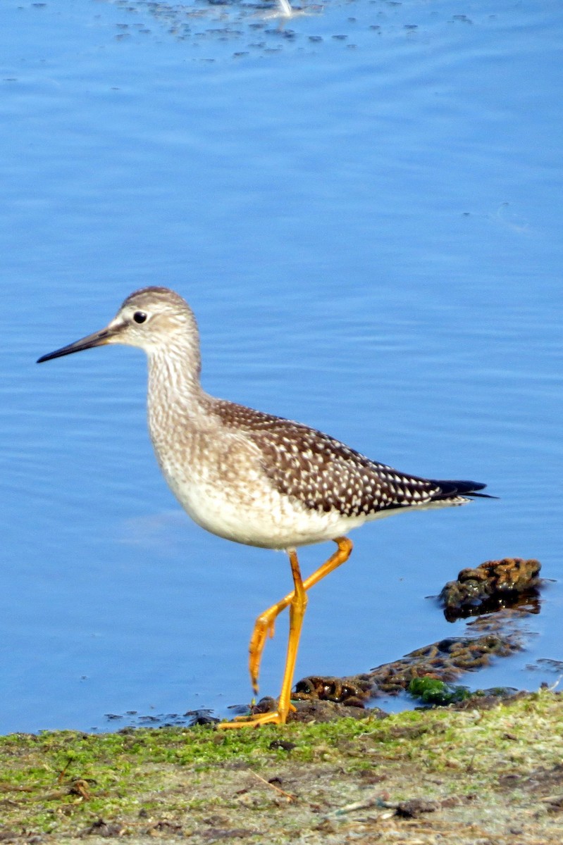 Lesser Yellowlegs - ML623954190