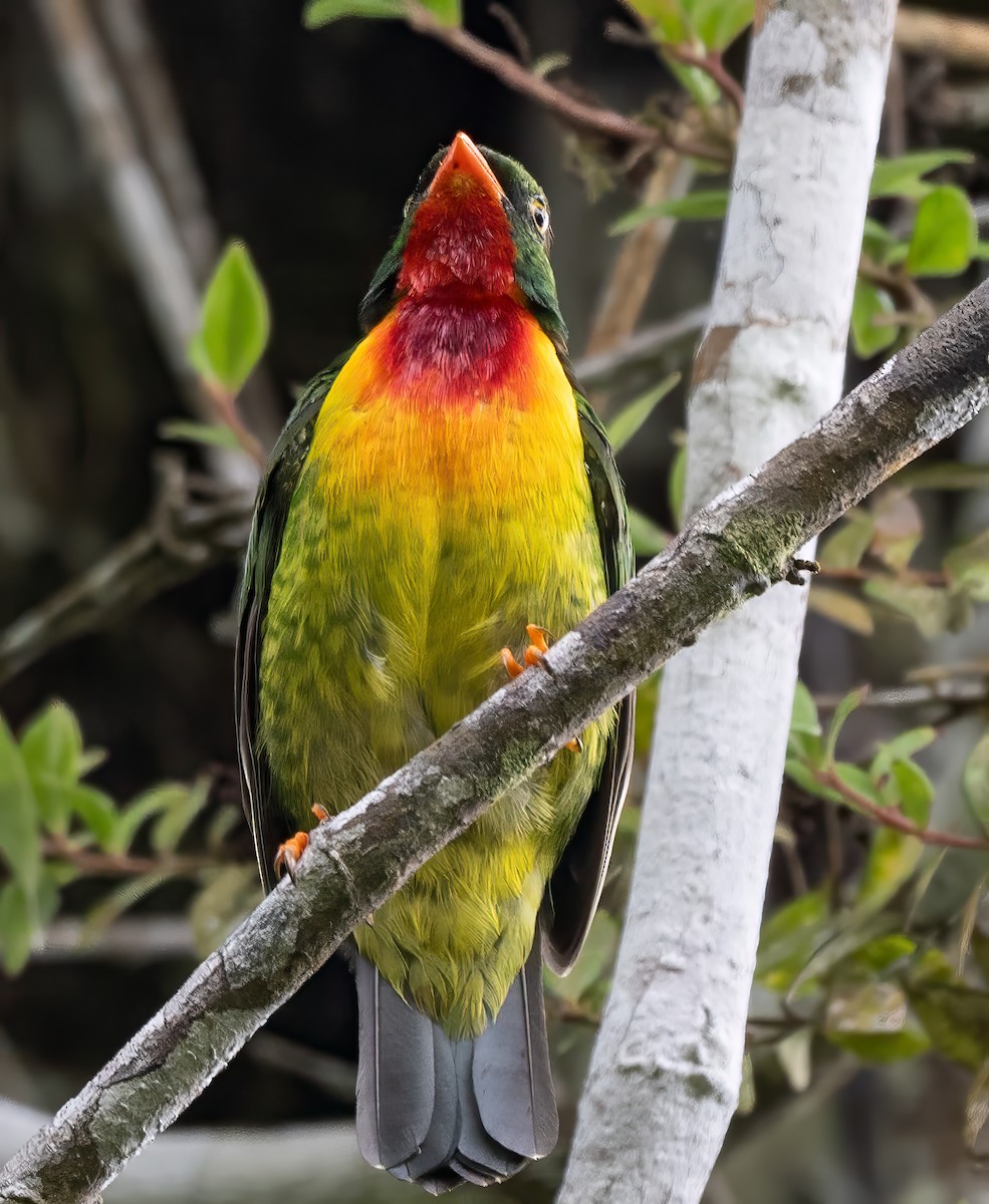 Scarlet-breasted Fruiteater - ML623954194