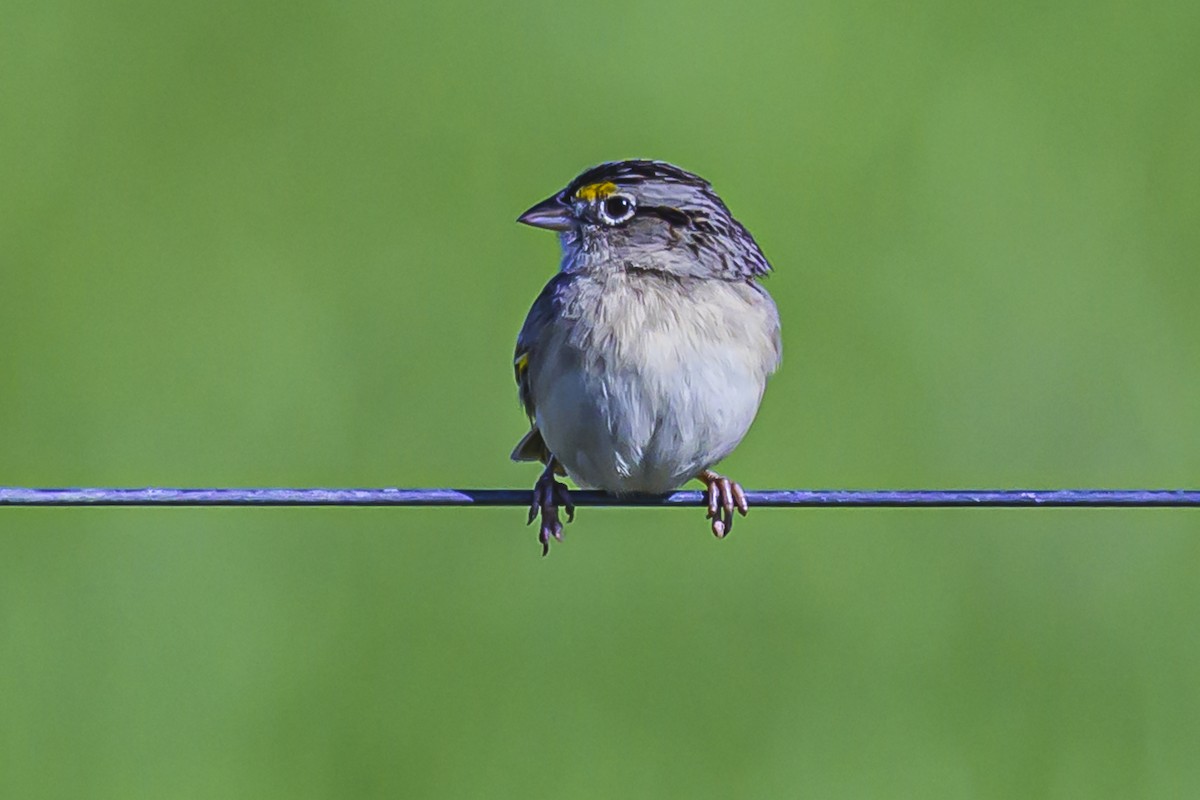 Grassland Sparrow - ML623954204