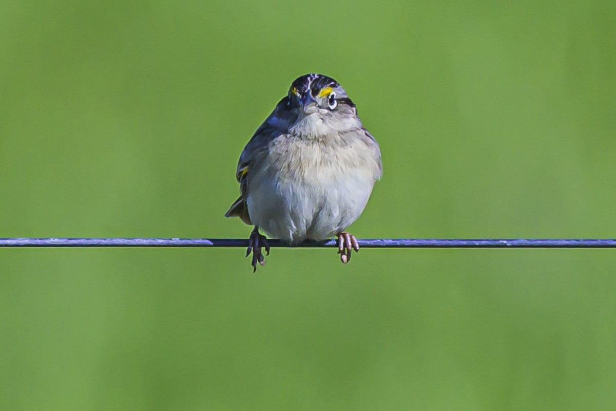 Grassland Sparrow - ML623954205