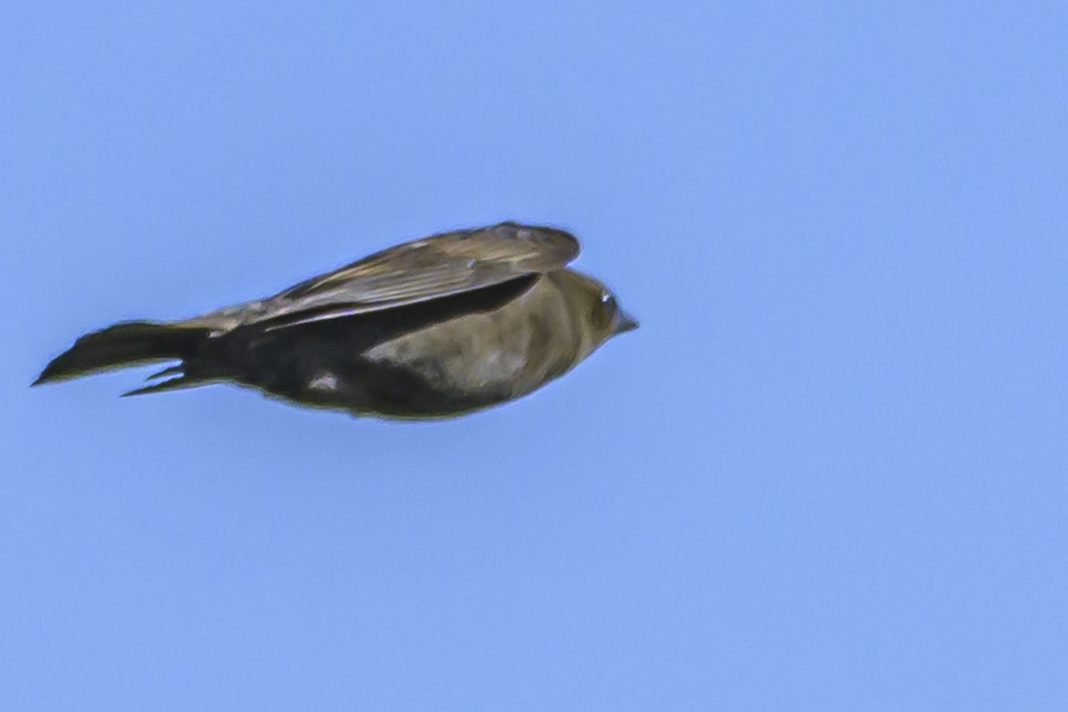 Shiny Cowbird - Amed Hernández