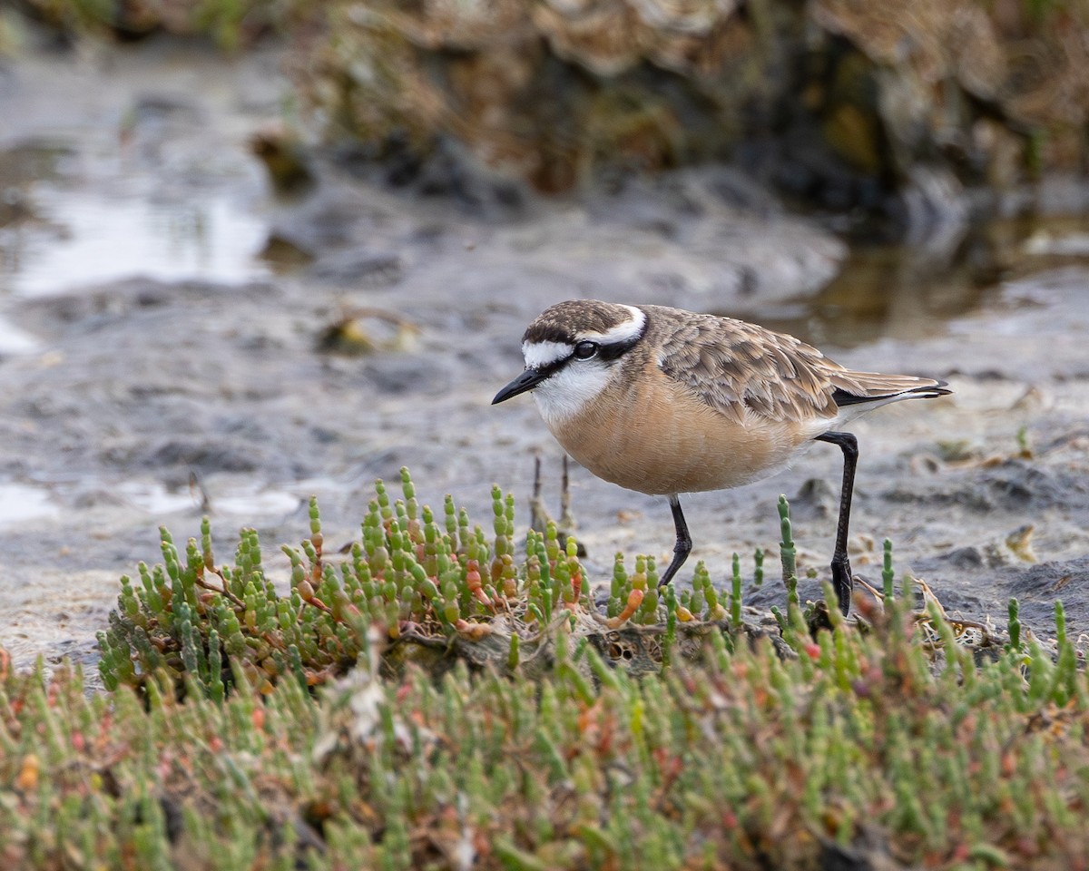 Kittlitz's Plover - ML623954222