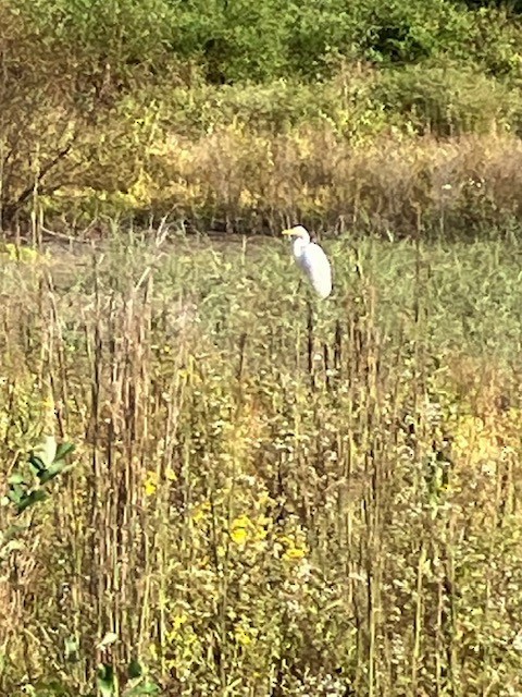 Great Egret - ML623954224