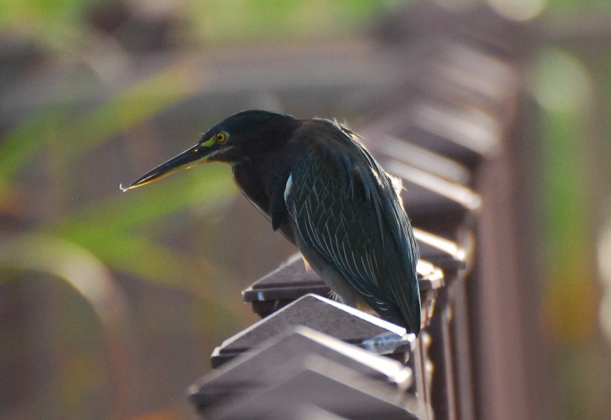 Green Heron - ML623954226