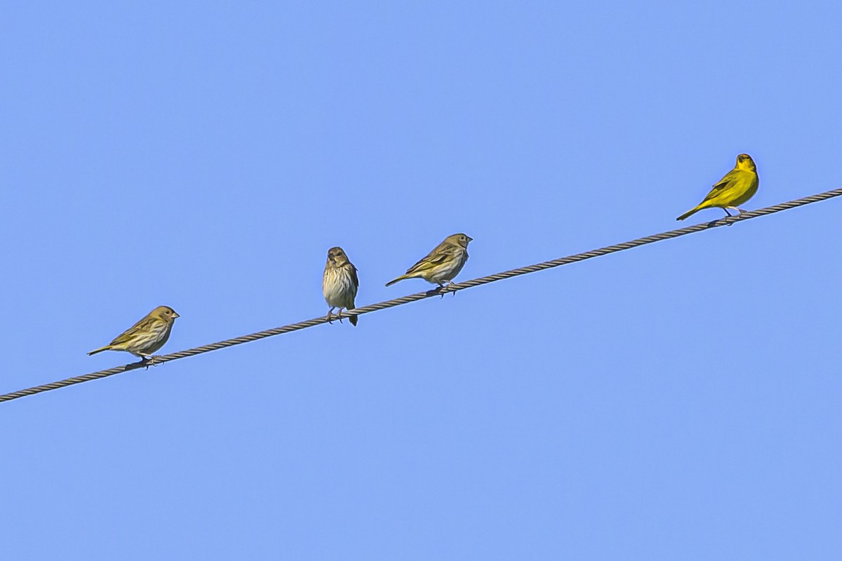 Saffron Finch - ML623954228