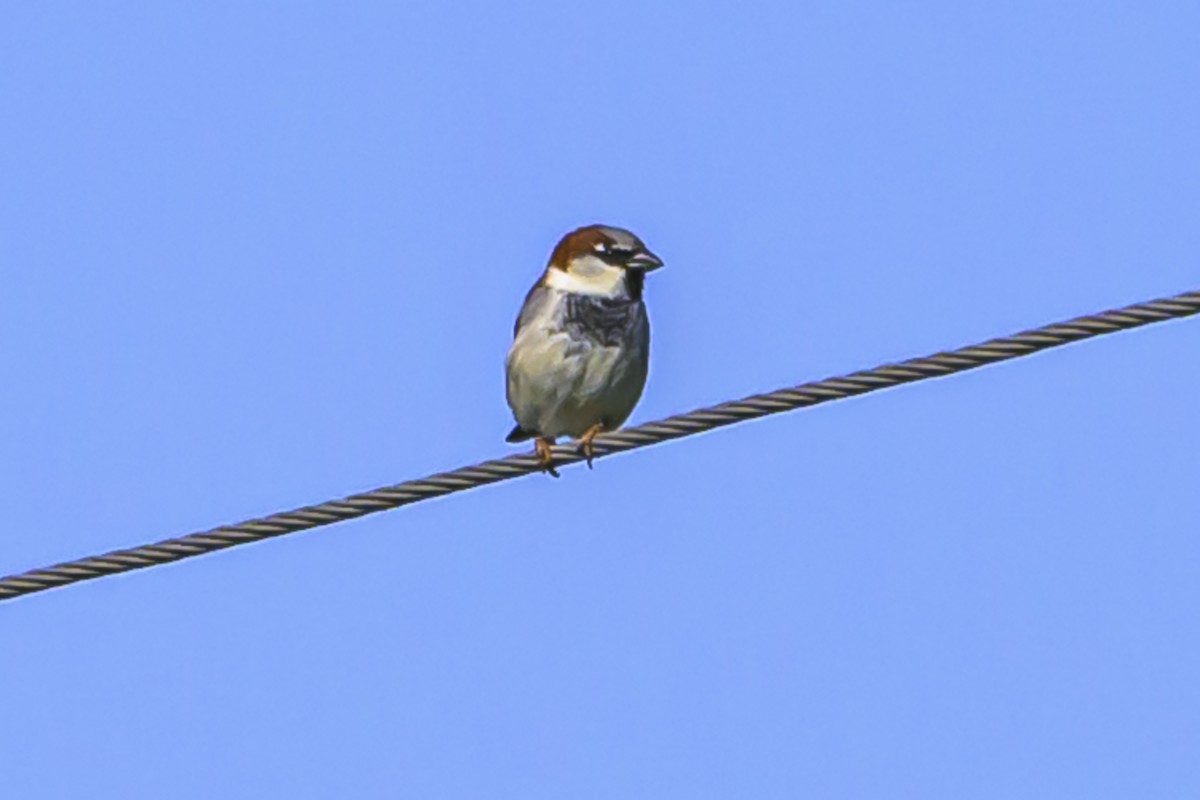 House Sparrow - ML623954231