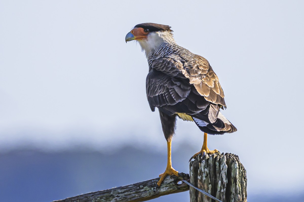 Crested Caracara - ML623954245