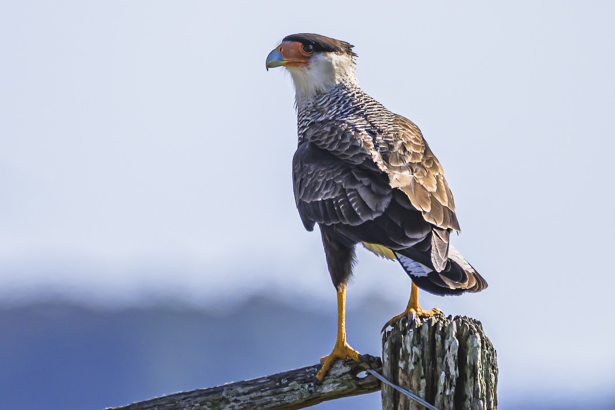 Crested Caracara - Amed Hernández